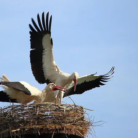 Droemmeljan Appartement *