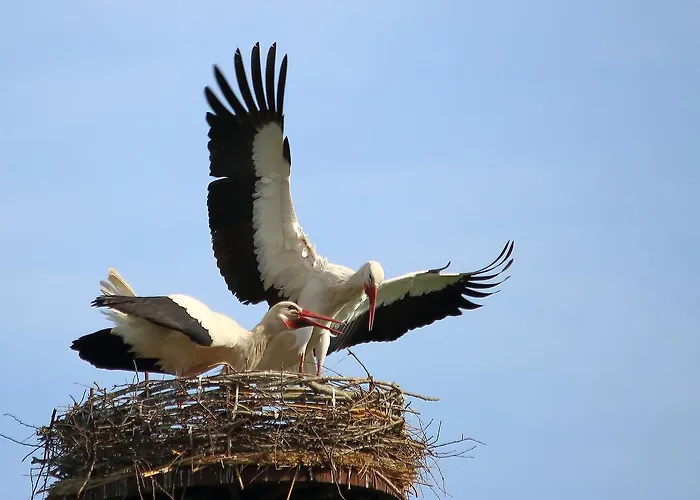 Droemmeljan 公寓 *