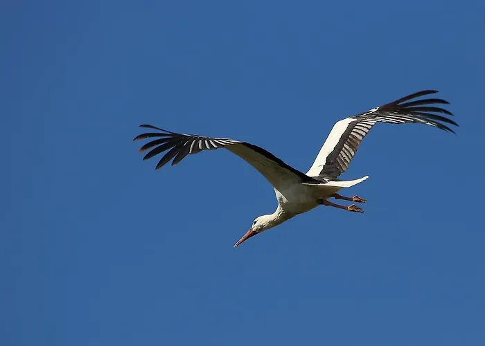 Droemmeljan * 克桑滕